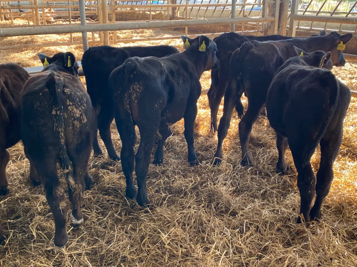 Angus Reared Bull Calves - Image 2