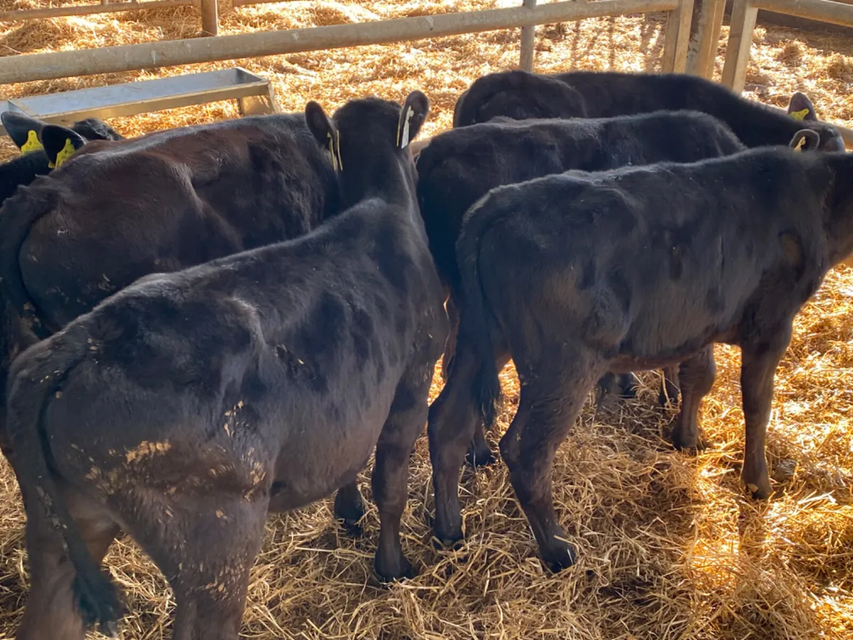 Angus Reared Bull Calves - Image 3