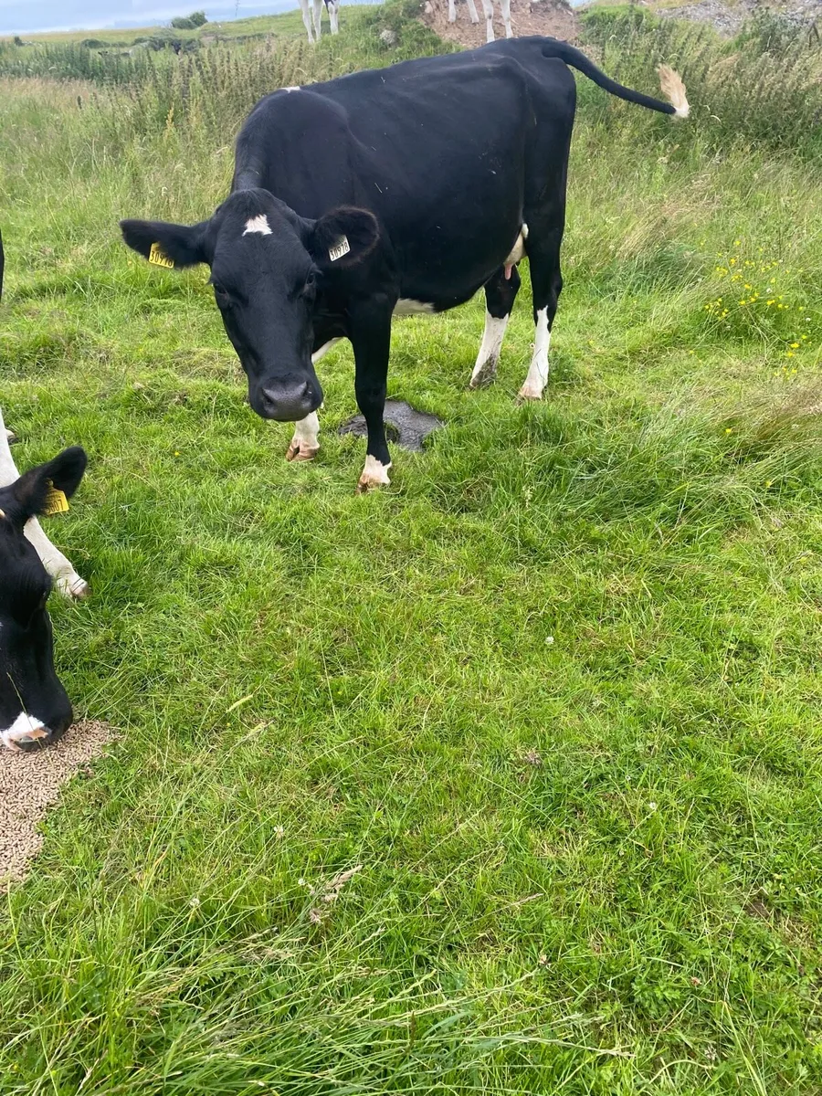 Fresian cows for rearing calves for sale in Co. Galway for €850 on DoneDeal