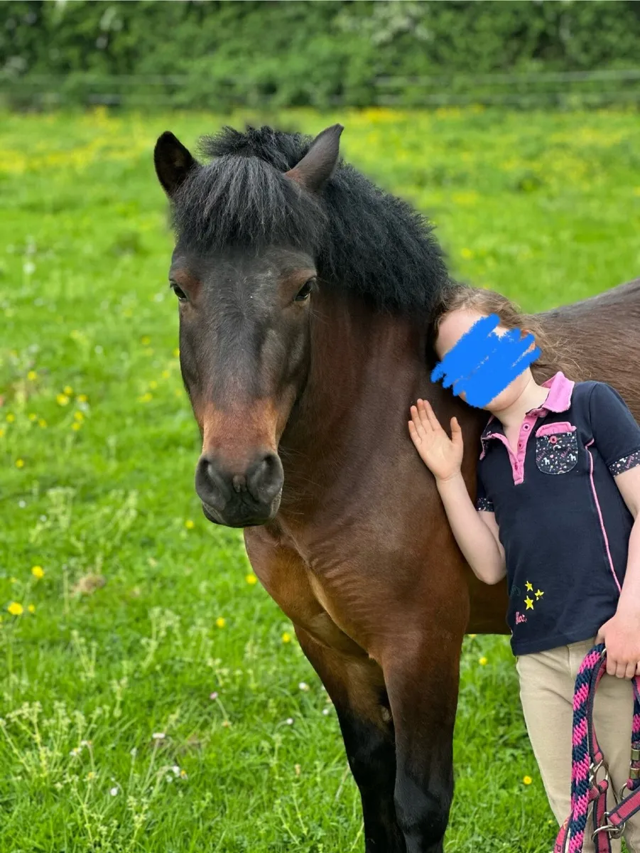 Lead Rein Pony for sale in Co. Meath for €3,500 on DoneDeal