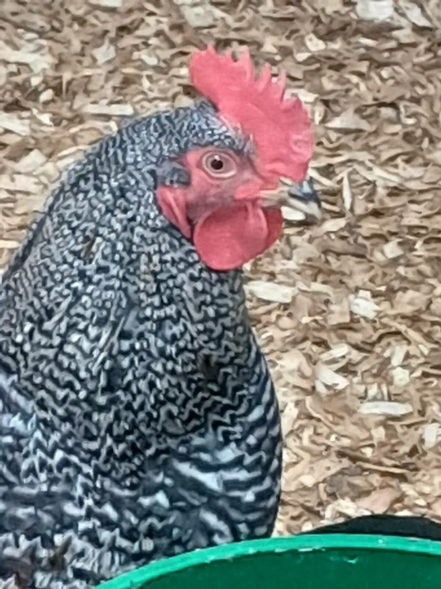 Poultry for sale - Image 1
