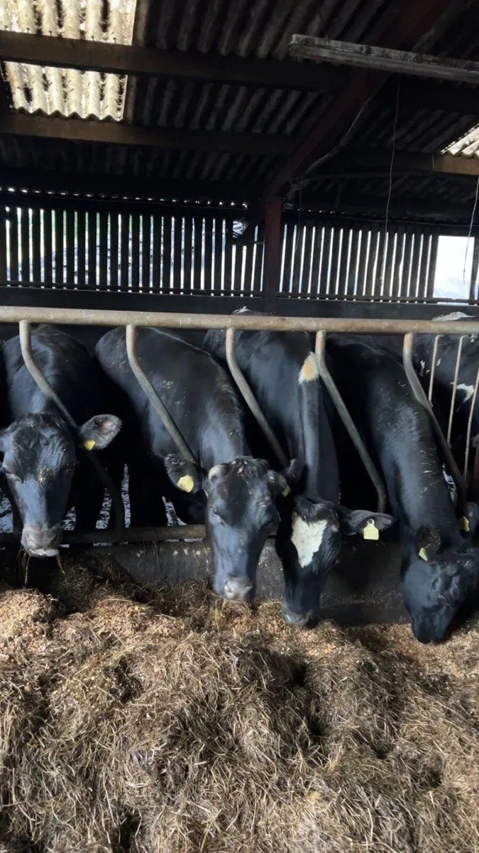 Beef cattle for sale in Co. Galway for €1,234 on DoneDeal