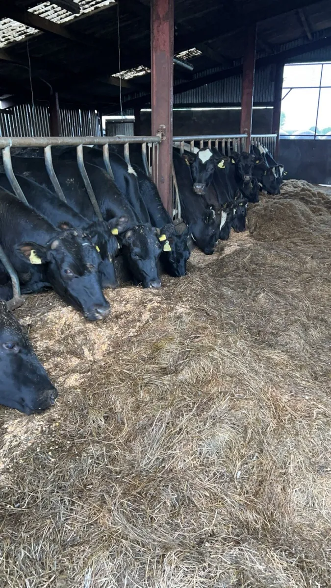 Beef cattle for sale in Co. Galway for €1,234 on DoneDeal