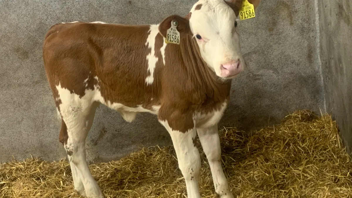 ⭐️ Super Red Simmental Heifer Calf ⭐️ - Image 2