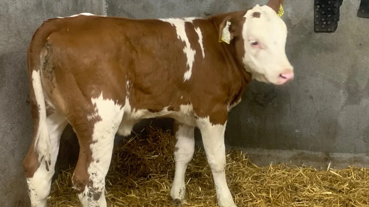 ⭐️ Super Red Simmental Heifer Calf ⭐️ - Image 3