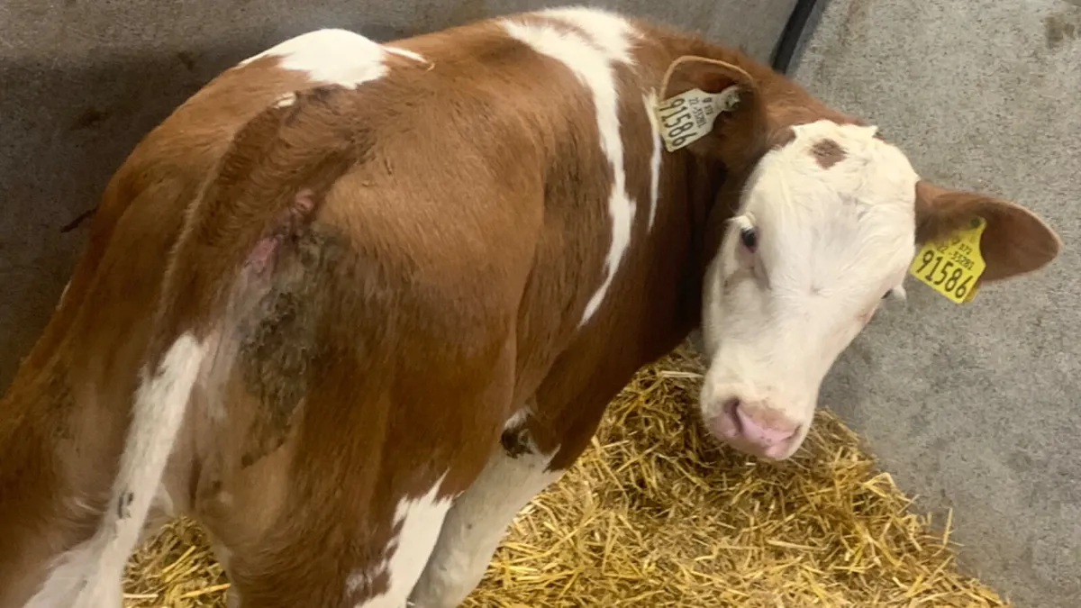 ⭐️ Super Red Simmental Heifer Calf ⭐️ - Image 4