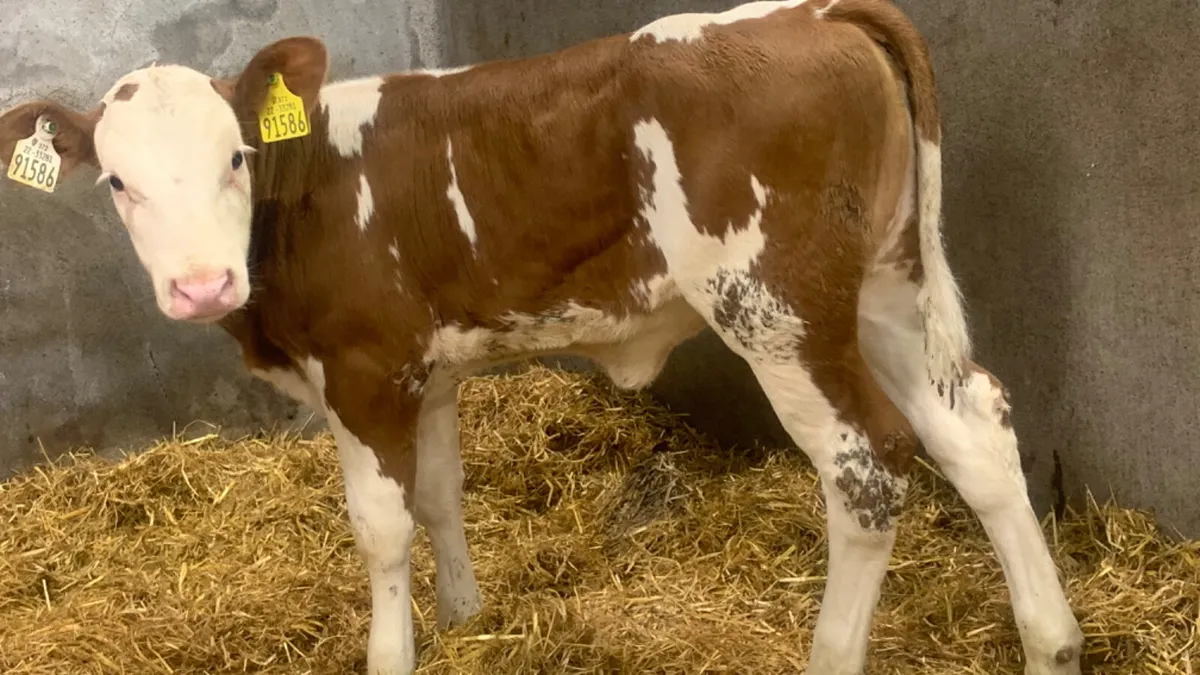 ⭐️ Super Red Simmental Heifer Calf ⭐️ - Image 1