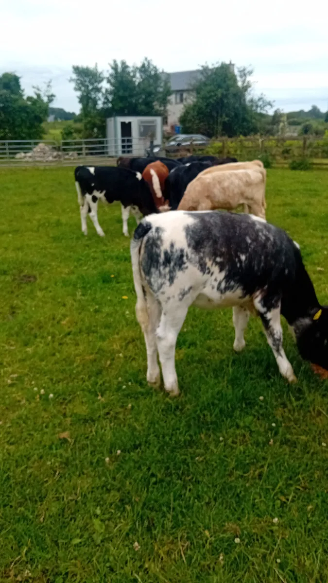 Reared calves - Image 4