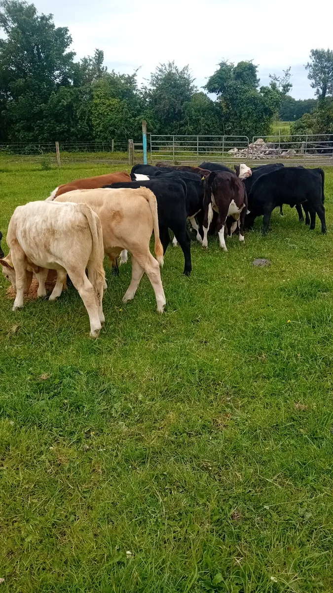 Reared calves - Image 1