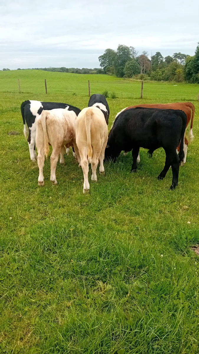 Reared calves - Image 2