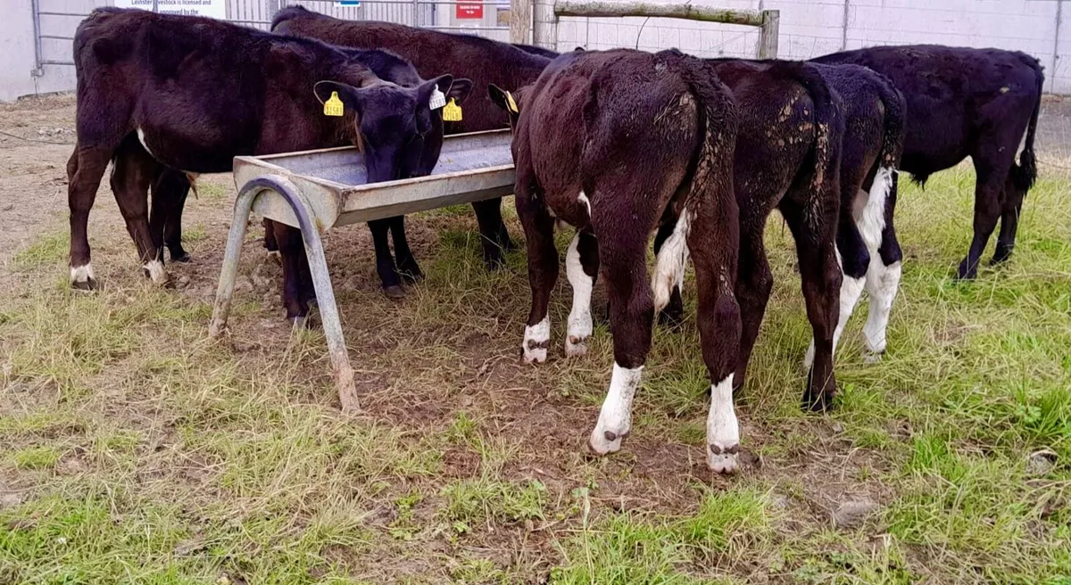 Strong Reared Calves - Image 3