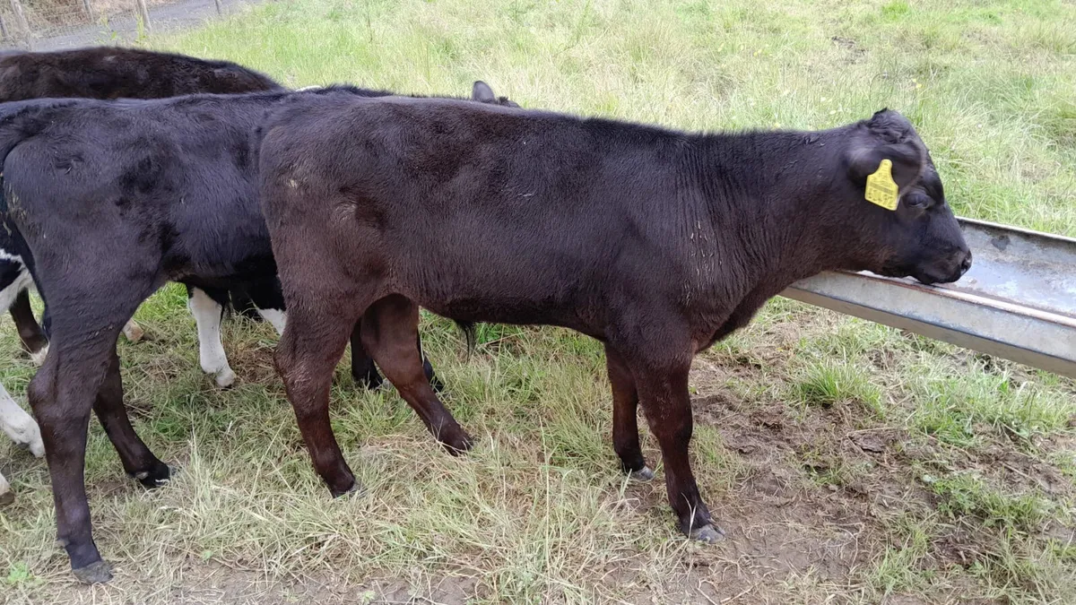 Strong Reared Calves - Image 2