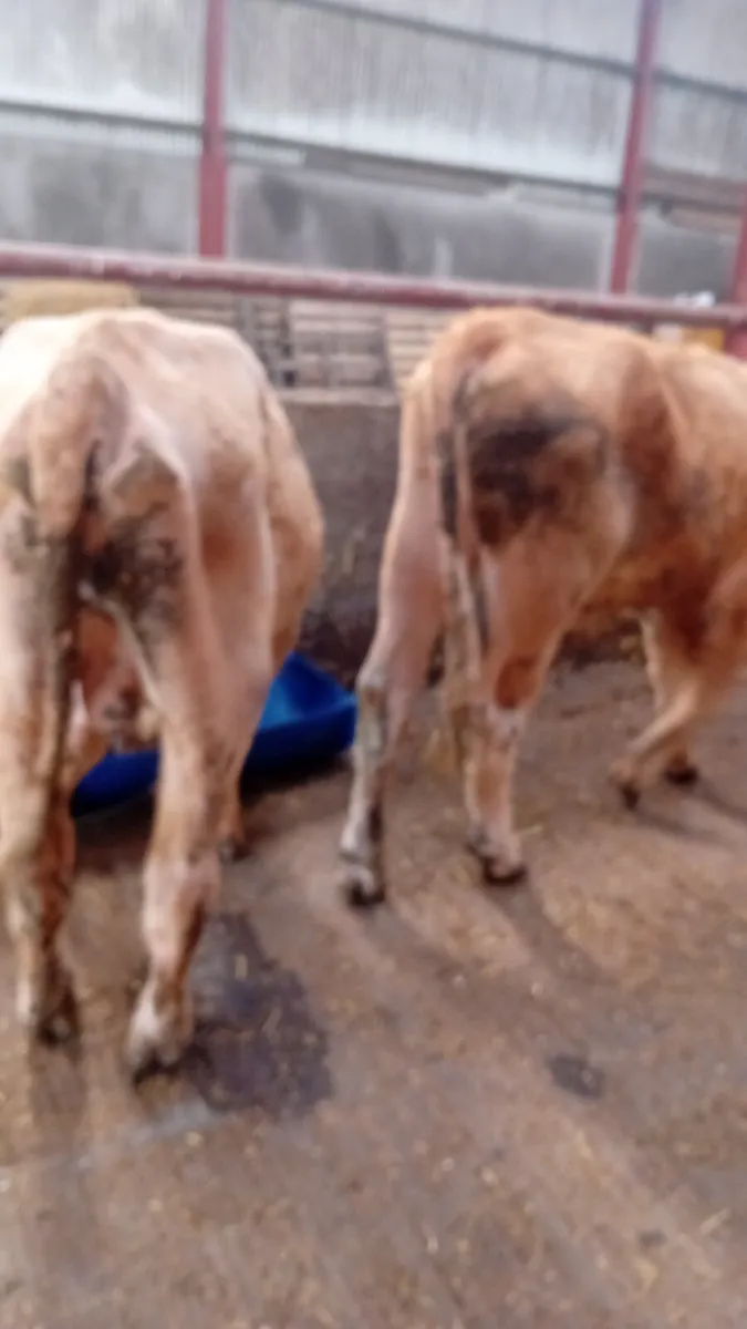 We buy all types of culls