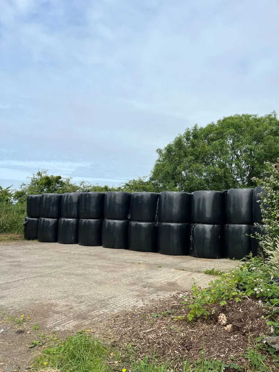 Round bales of first cut silage. - Image 1