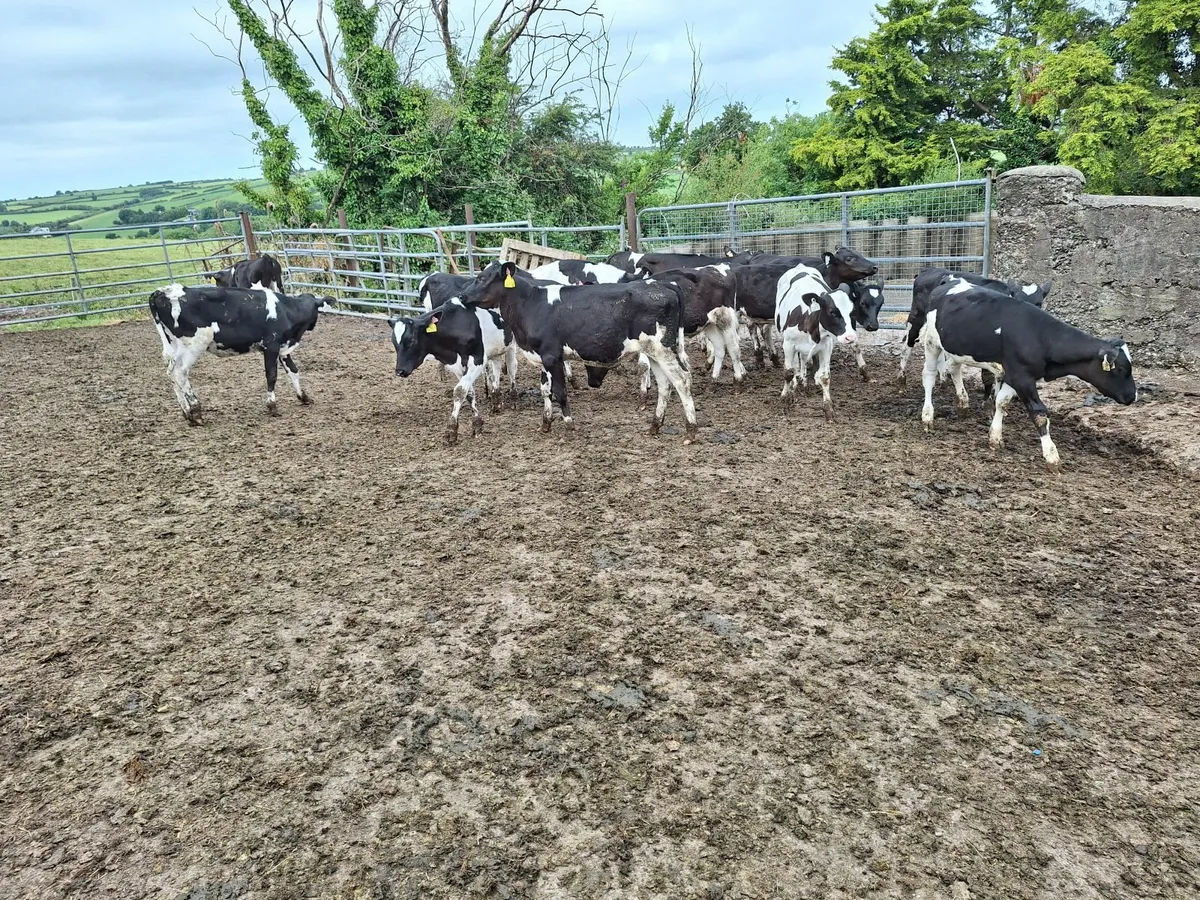 friesan heifer calves for sale for sale in Co. Cork for €300 on DoneDeal
