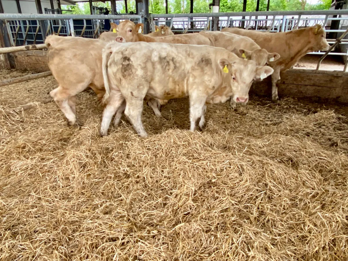 Super Bullocks - Image 4