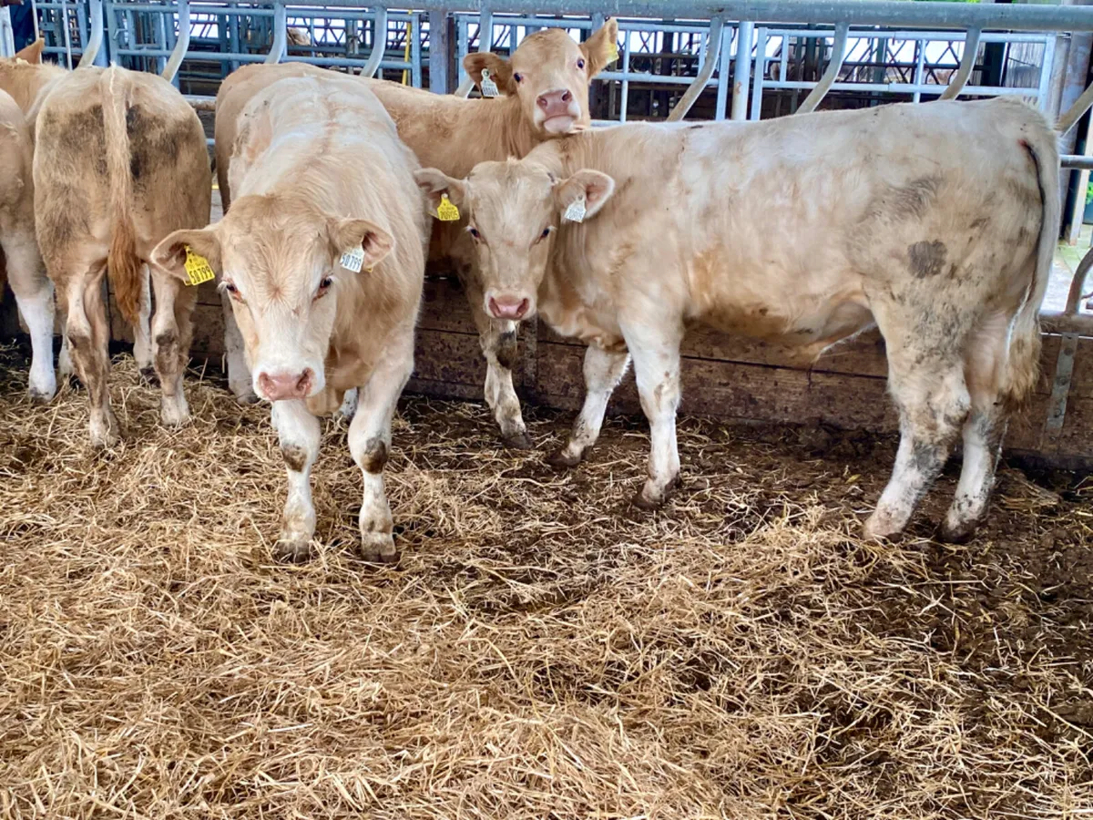 Super Bullocks - Image 1