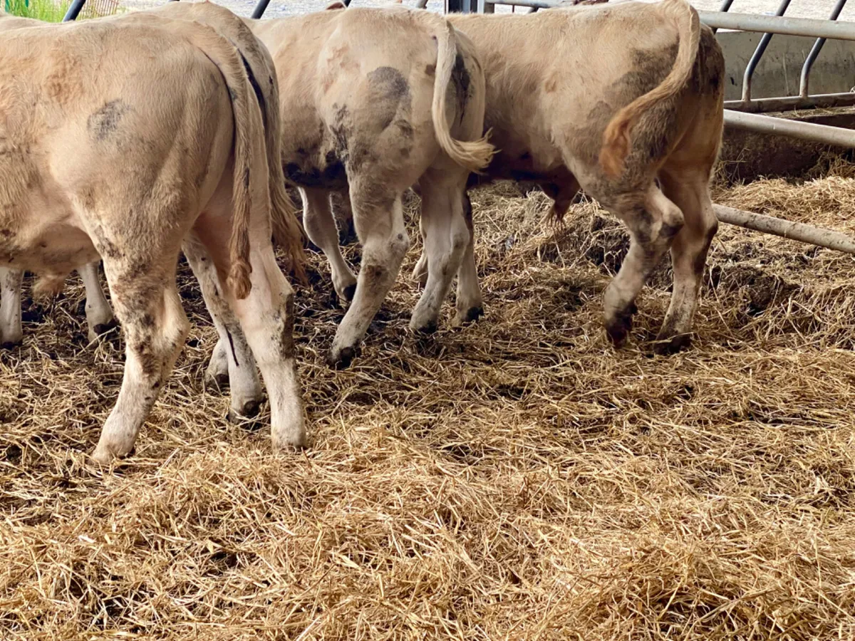 Super Bullocks - Image 2