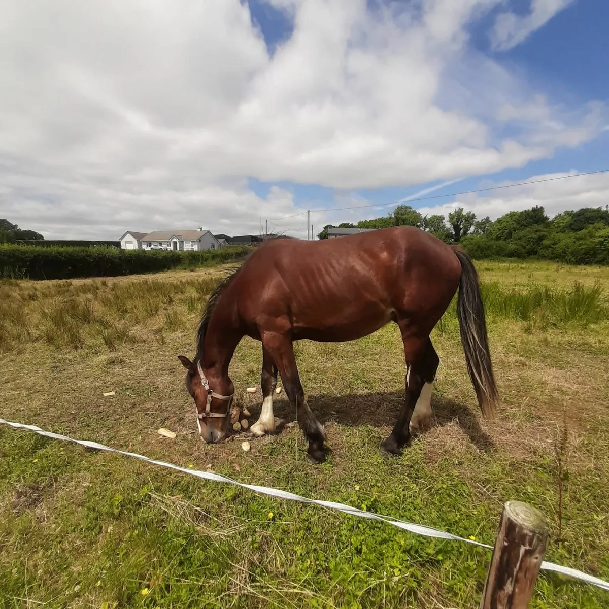 Horses for sale in Co. Cork for €3,200 on DoneDeal