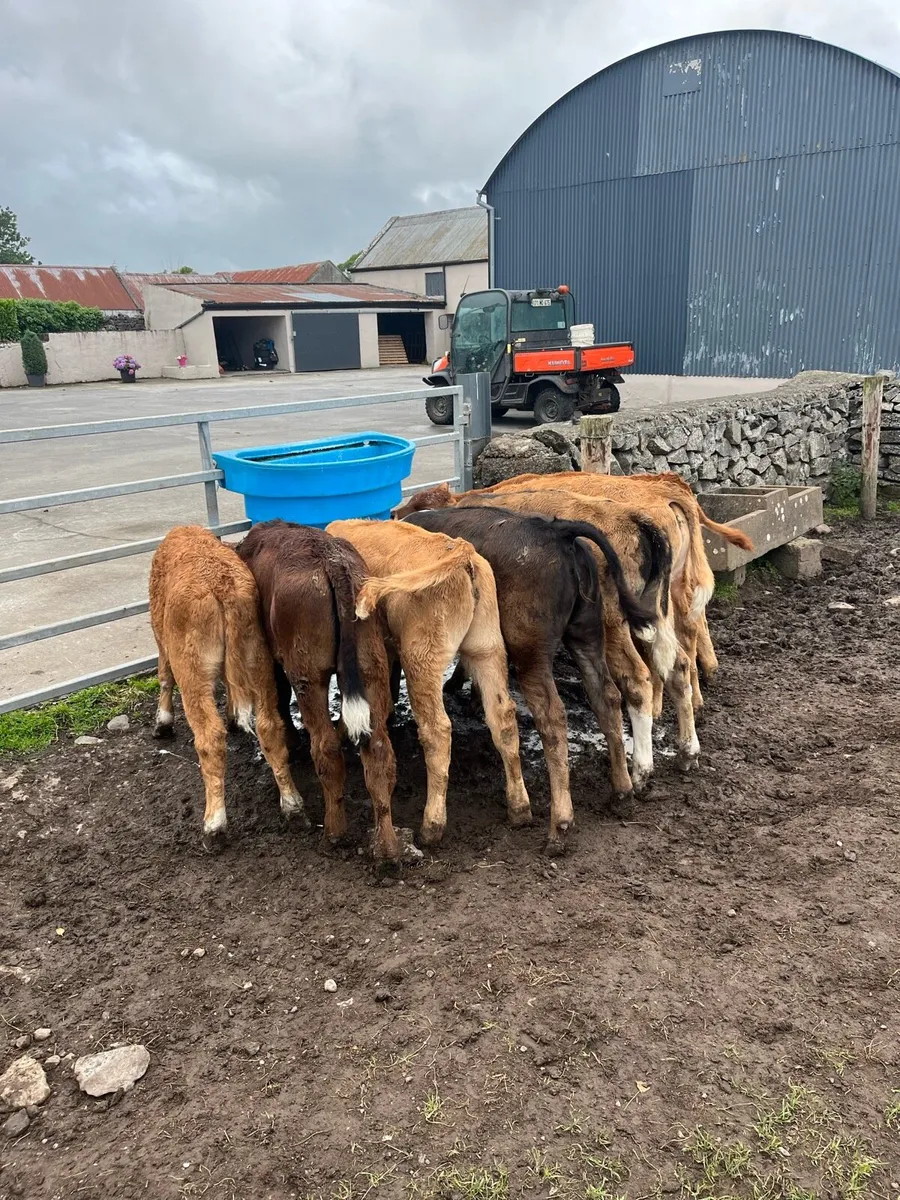 Lm calves for sale for sale in Co. Galway for €0 on DoneDeal