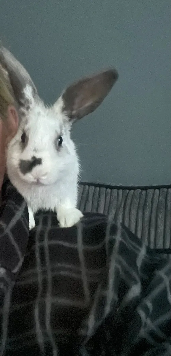 Rabbit for sale in Co. Dublin for €120 on DoneDeal