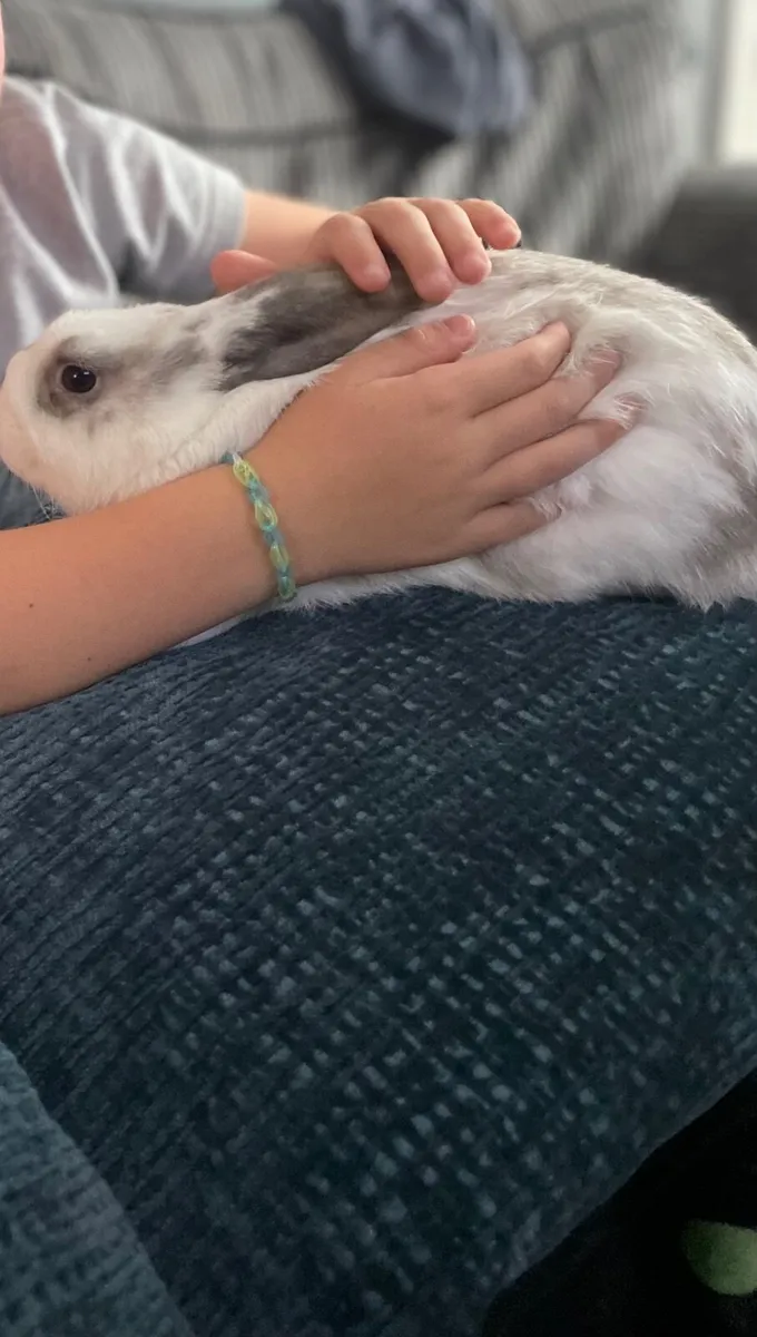 Rabbit for sale in Co. Dublin for €120 on DoneDeal