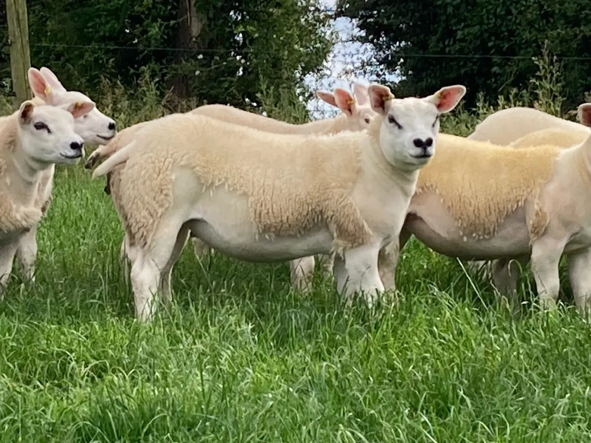 Pedigree texel ewe lambs for sale in Co. Antrim for £250 on DoneDeal