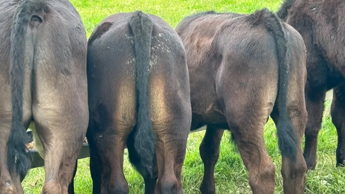8 Quality Reared AA Bull Runners - Image 1