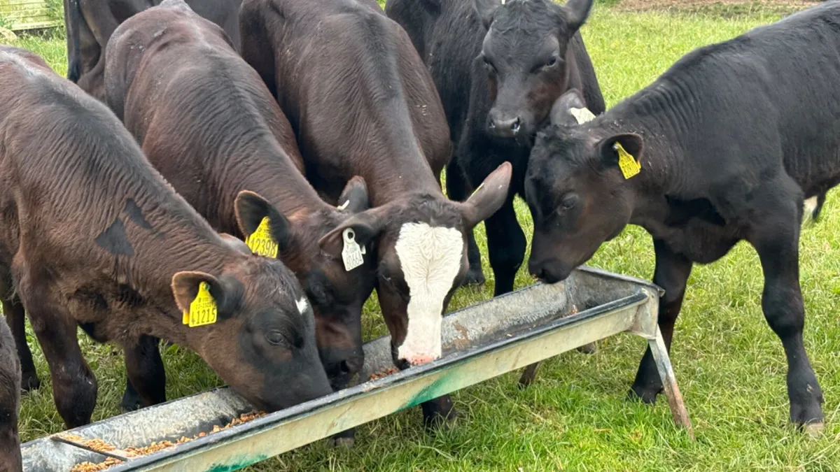 8 Quality Reared AA Bull Runners - Image 3