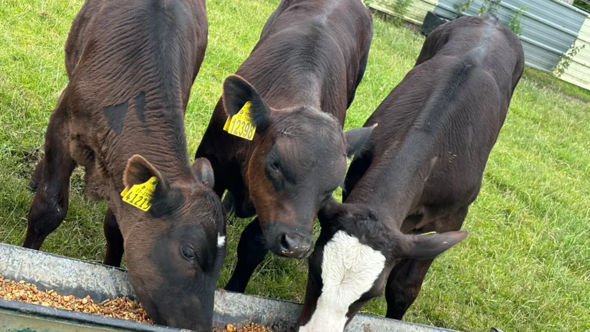 8 Quality Reared AA Bull Runners - Image 4