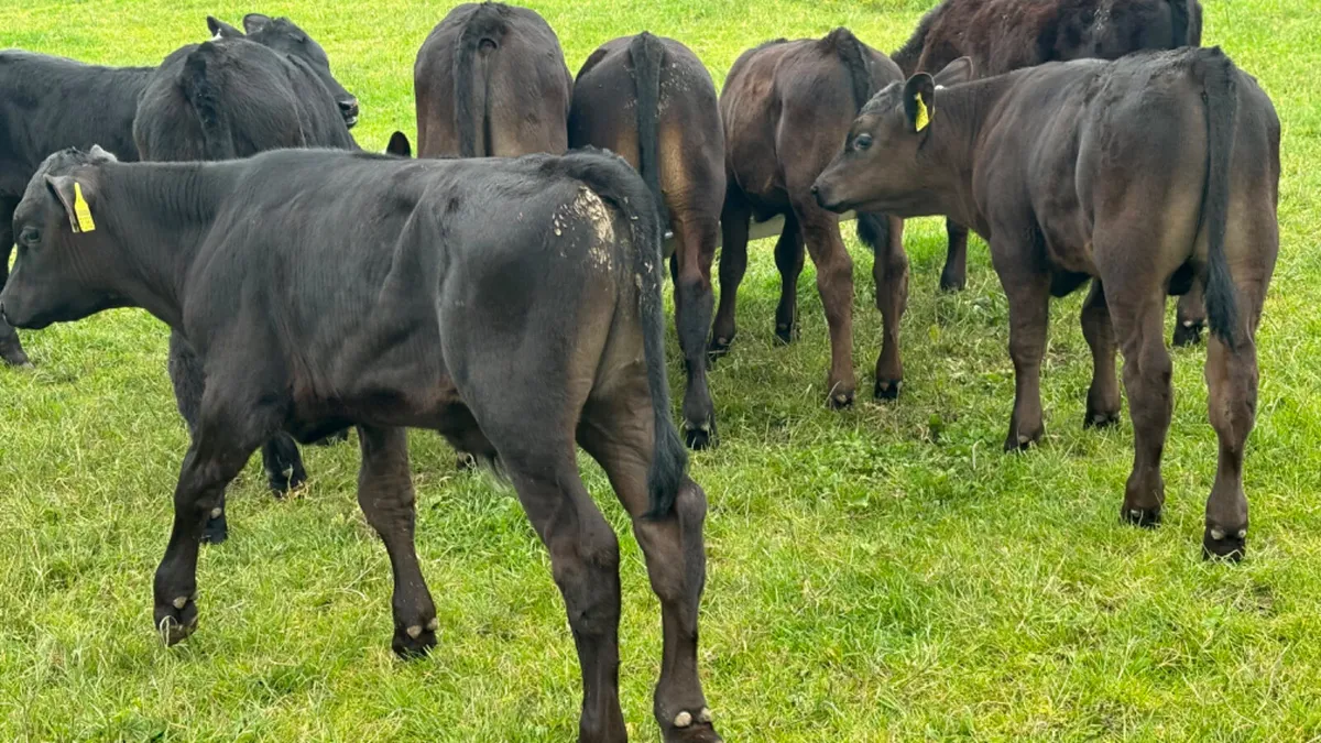 8 Quality Reared AA Bull Runners - Image 2
