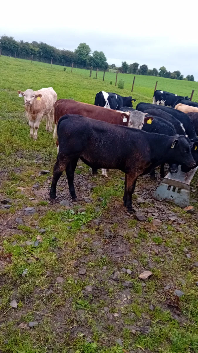 Reared calves - Image 2