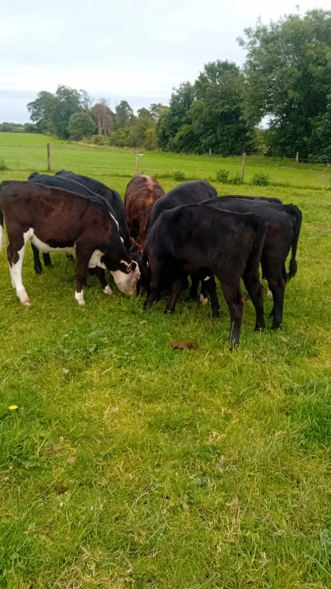 Reared calves - Image 4