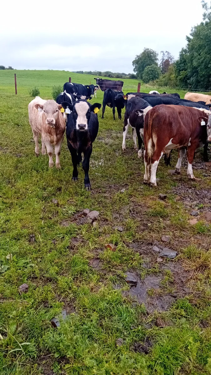 Reared calves - Image 1