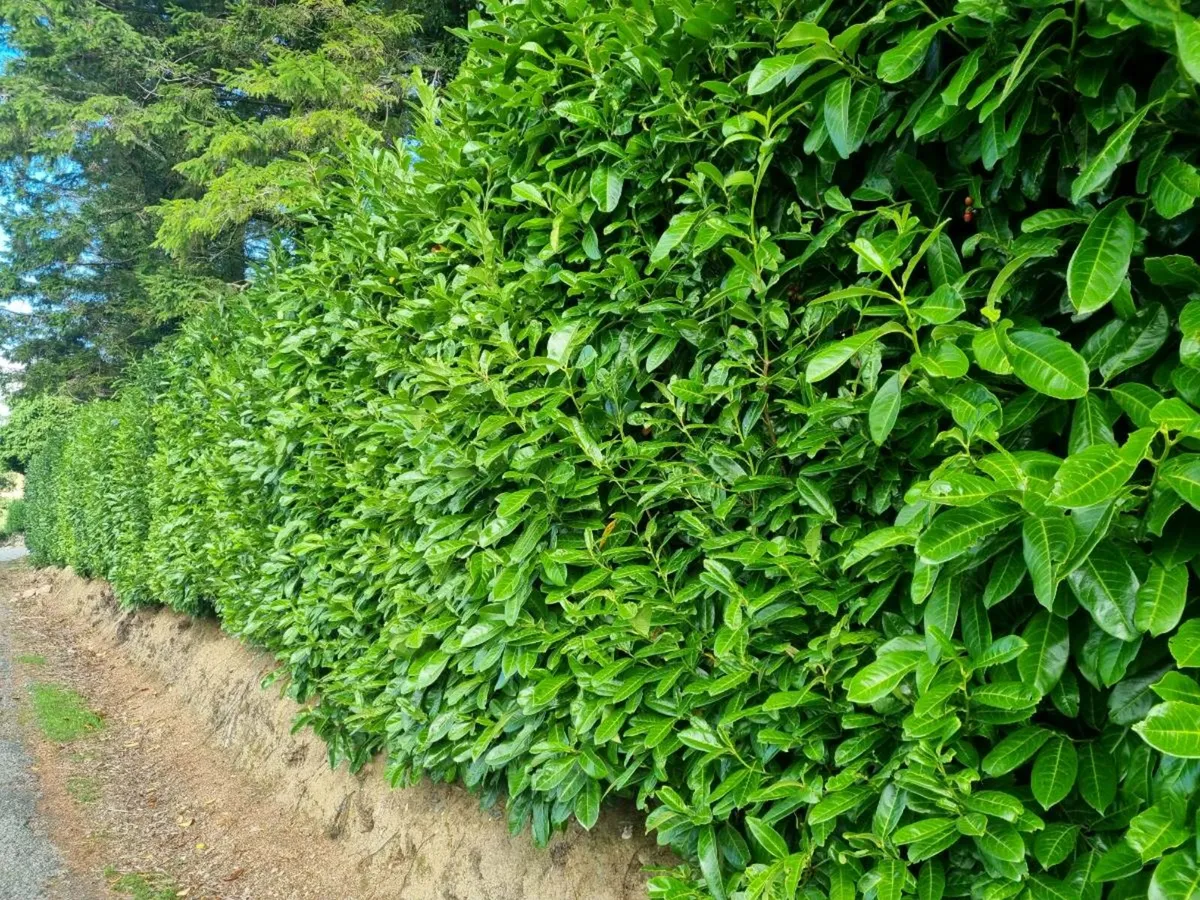 Laurel hedging 1-2 ft €3.00 - Image 3