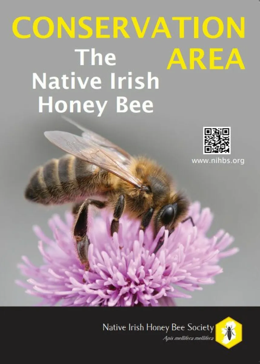 Native Irish Honey Bee Queens and Nucs for Sale - Image 2