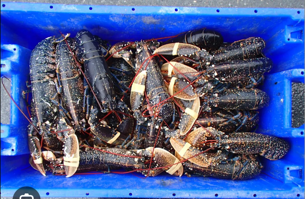 SHELLFISH WANTED  TOP price for the live market - Image 1