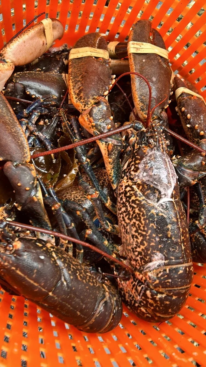 SHELLFISH WANTED  TOP price for the live market - Image 4