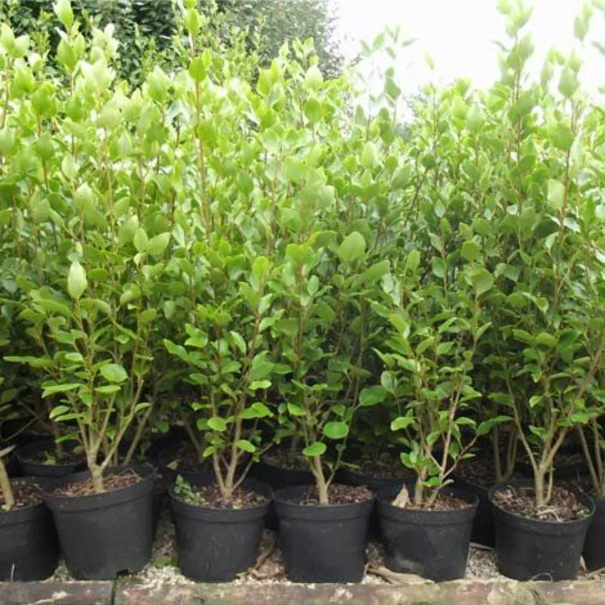 XXL Laurel Hedging - Instant Effect - Image 3