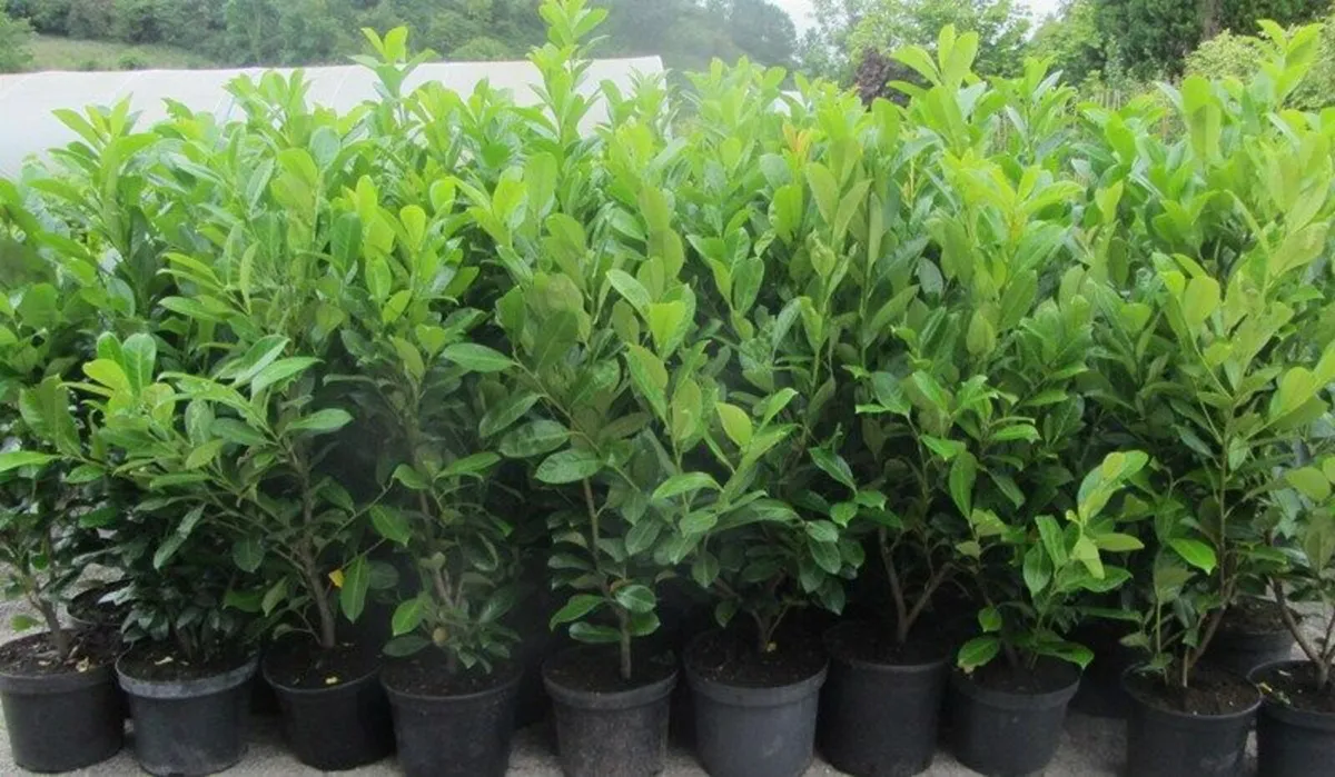 XXL Laurel Hedging - Instant Effect - Image 2