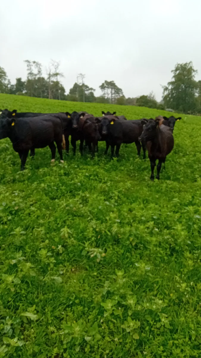 Angus heifers - Image 2