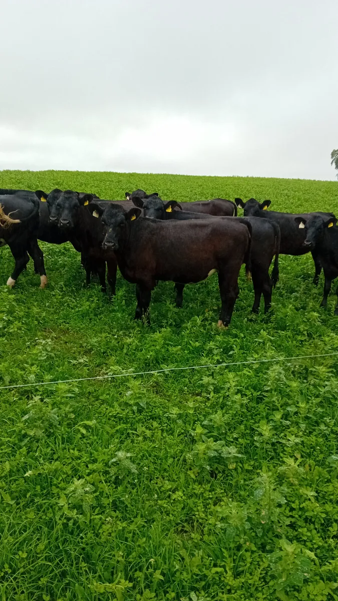 Angus heifers - Image 1