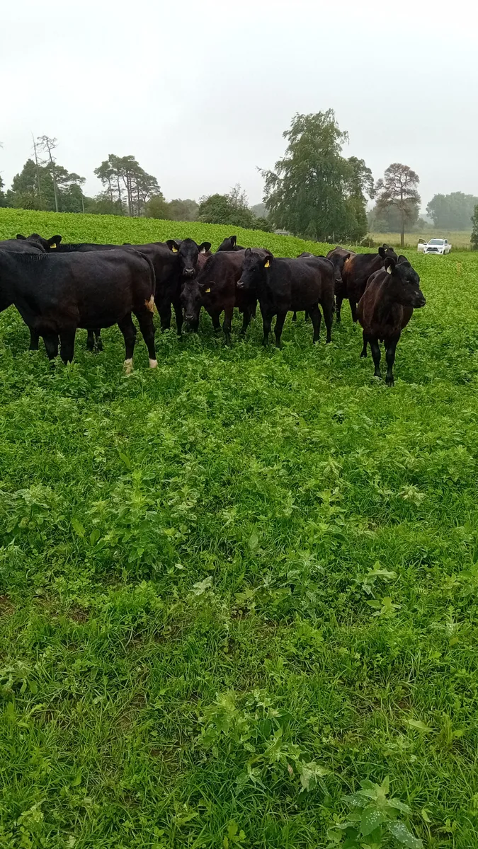 Angus heifers - Image 3
