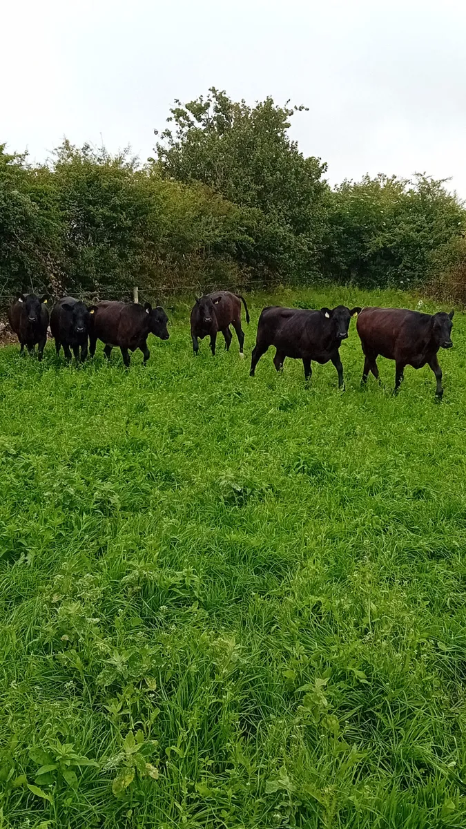 Angus heifers - Image 4