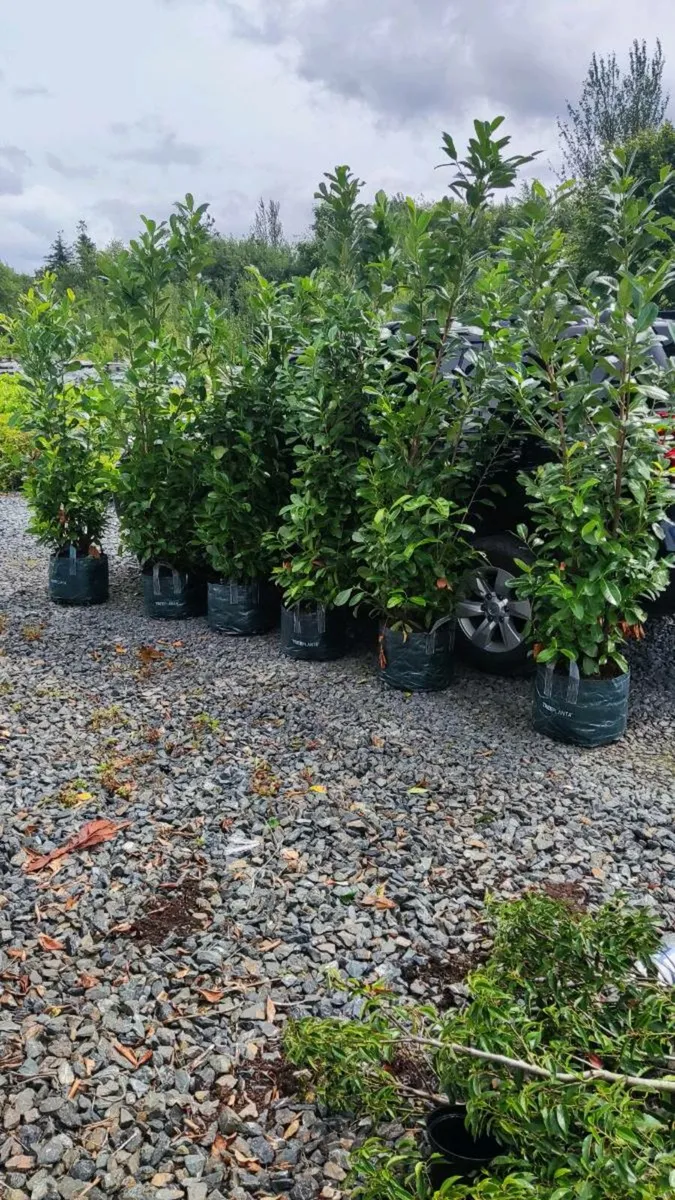 Instant Laurel Hedge - Image 1