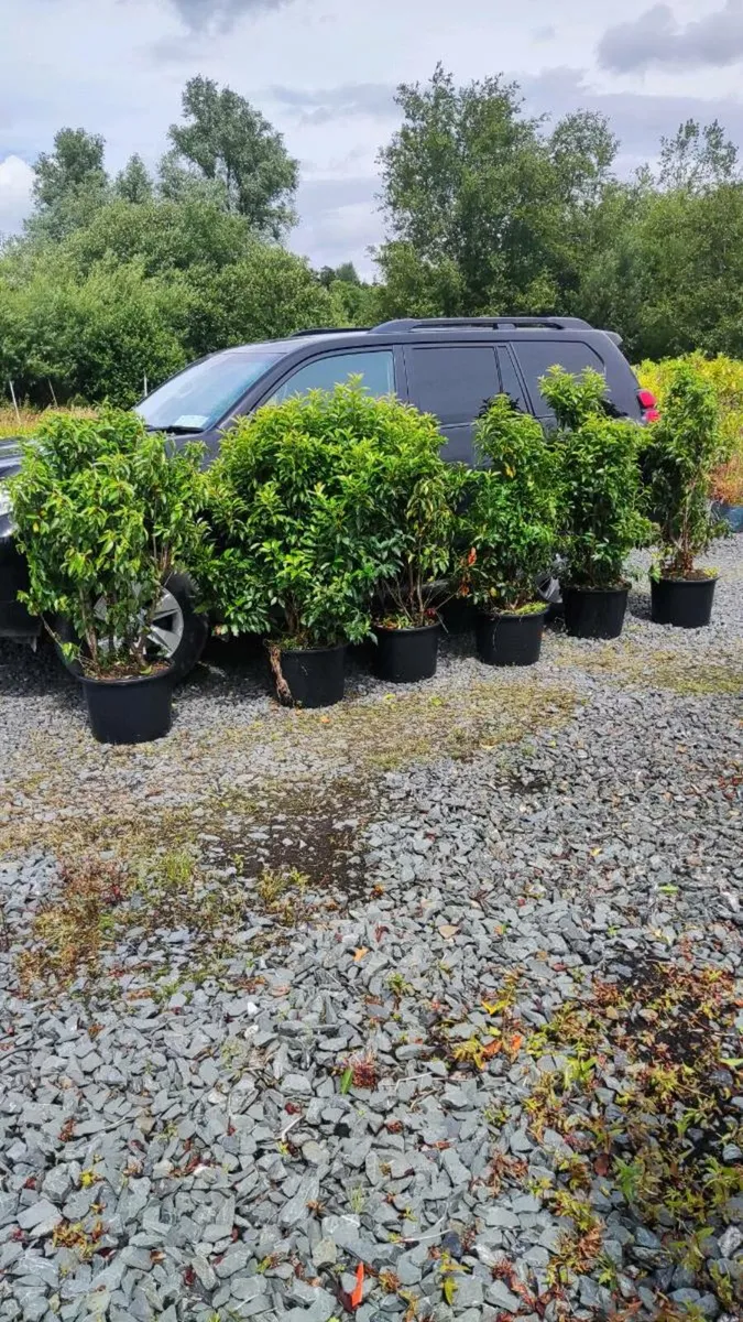 Instant Laurel Hedge - Image 2
