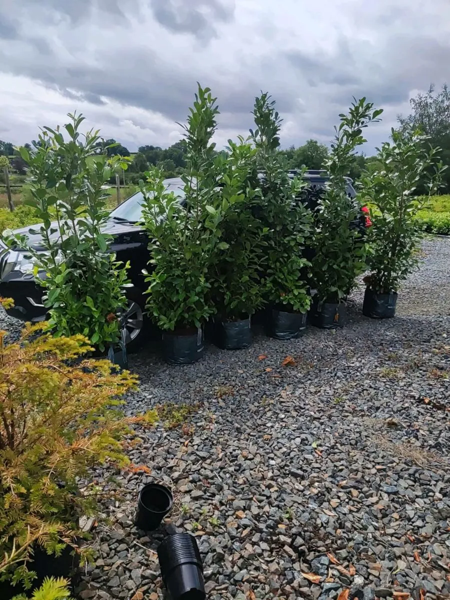 Instant Laurel Hedge - Image 3
