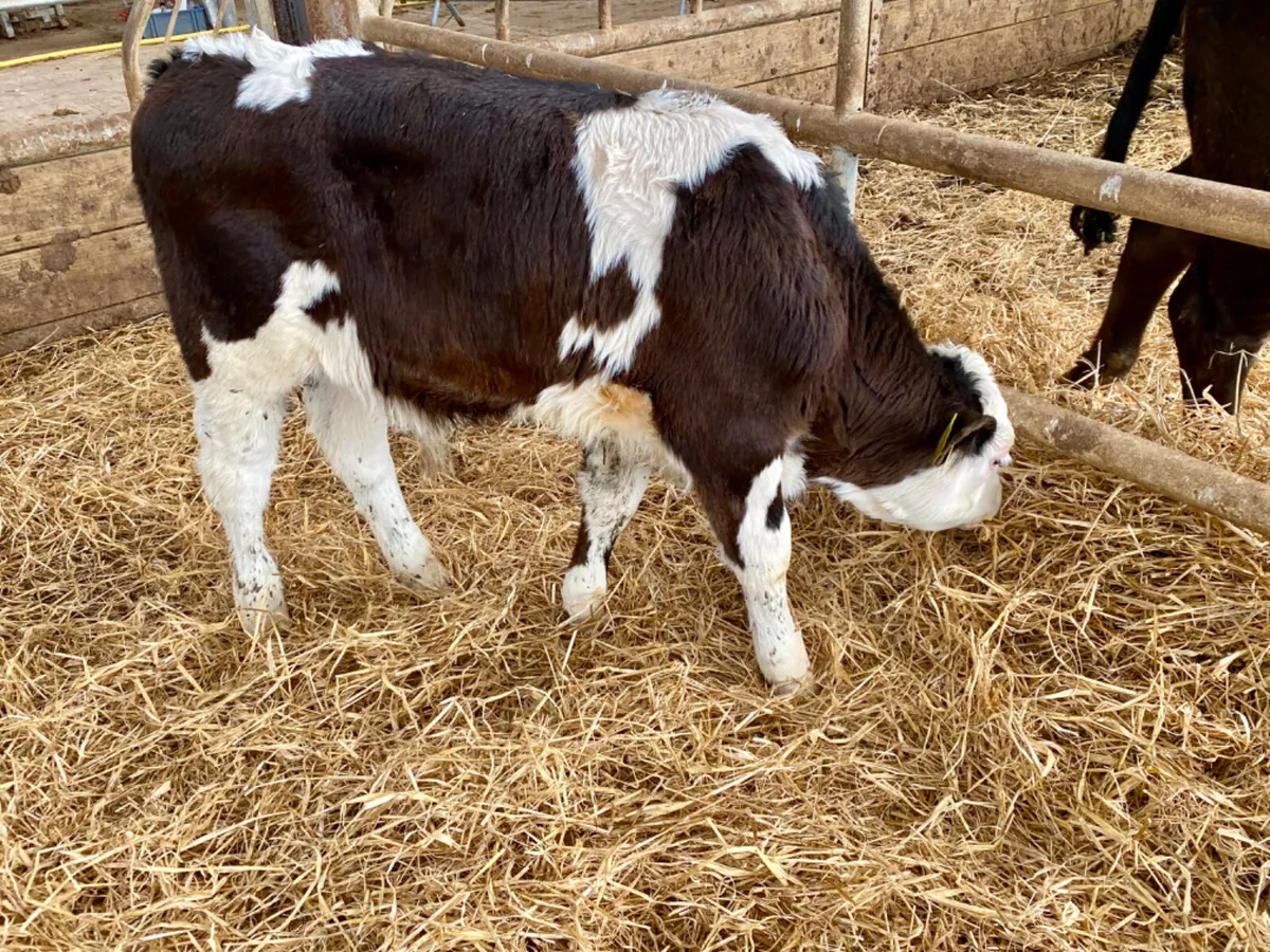 Super Simmental Reared Bulls - Image 4