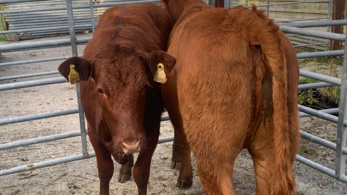 2 Comrade Limousin Heifers - Image 2