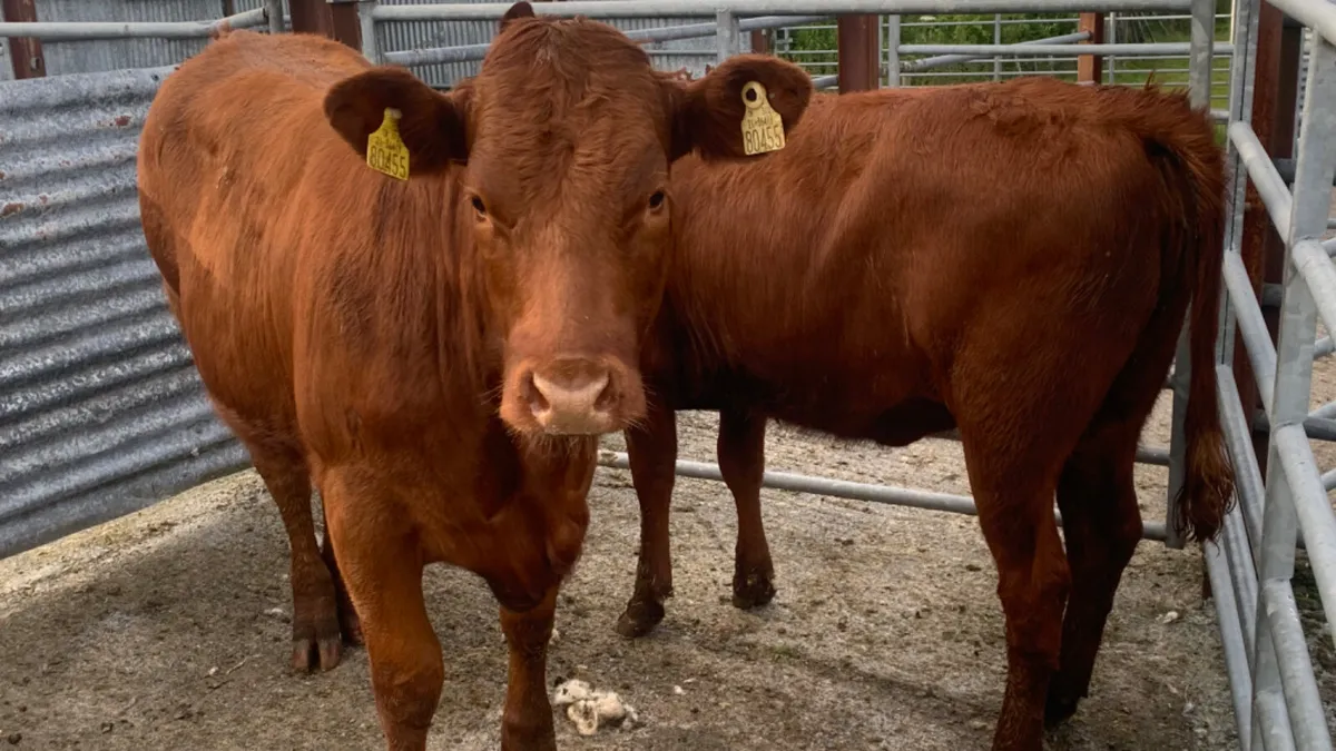 2 Comrade Limousin Heifers - Image 1